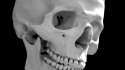 human-skull-hed-2014.jpg