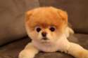 Boo-the-Dog-is-Definitely-the-Cutest-Dog-in-the-World-02.jpg