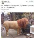 lion dog.jpg