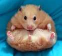 Hamster funny 3.jpg