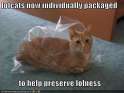 funny-pictures-your-lolcat-is-fresh-and-individually-packaged1.jpg