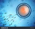 stock-photo-sperm-and-egg-cell-128623430.jpg