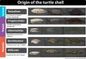 Turtle evolution.jpg