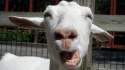 128093-id-funny-goat-picture-expression-wallpaper-1920x1080.jpg