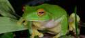 7-mahony-australias-vanishing-frogs-c-ross-knowles-h-6_1178_onwebsite_5058.jpg