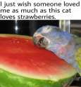 love-me-cat-strawberry.jpg