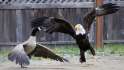 goose-vs-eagle.jpg