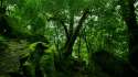 rainforest-moss-1920-1080-3844.jpg