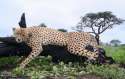 hunting-africa-cheetah-000.jpg