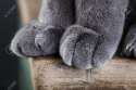 17324012-Detail-shot-of-soft-Cat-paws-while-sitting-on-table-Stock-Photo.jpg