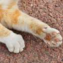 frito-feet-cats-06.jpg