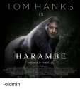 tom-hanks-is-harambe.png