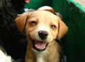 puppy-smile.jpg