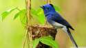 beautiful_blue_bird-wallpaper-1920x1080.jpg