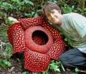 Rafflesia-arnoldii.jpg
