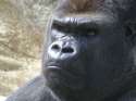 gorilla-face-angry.jpg