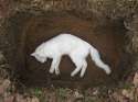 dead-white-cat-5.jpg