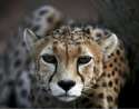 Asiatic Cheetah.jpg