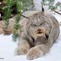 Canadian Lynx.jpg