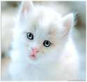 Cute albino kitten .jpg