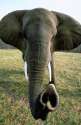 elephant_trunk.png
