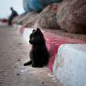a_small_black_cat_by_butterfly_heaven.jpg