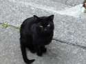 gato-negro-callejero.jpg