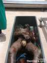 badly-decomposed-body-covered-maggots-coffin-01-768x1024.jpg