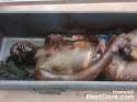 badly-decomposed-body-covered-maggots-coffin-04-1024x768.jpg