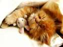 friends-hug-cute-cat-hugging-sleeping-toy-animal-feline-kitten-sleep-248748.jpg