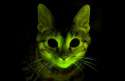 Glow_Cat_mayclinic.jpg