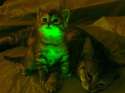 Glowing Cats.jpg