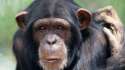 a-chimpanzee-017.jpg
