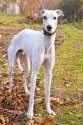 8419432-White-greyhound-in-autumn-park-Stock-Photo-dog.jpg