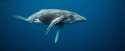 whales-underwater-darrenjew-whale-02a.jpg