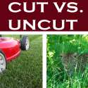 cut vs uncut.jpg
