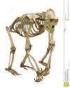 gorilla-skeleton-isolated-white-29518137.jpg