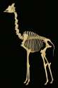Giraffe_skeleton.jpg