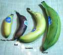 Banana Varities.jpg