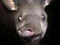 tapir sense is tingling.jpg