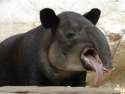 tapir likes.png