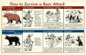 Bear Attack.jpg