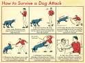Dog Attack.jpg