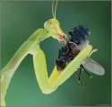 praying-mantis-eating-mouse-wallpaper-4.jpg