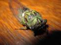 Grand Western Cicada (7).jpg