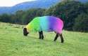 Rainbow Sheep.jpg