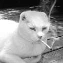 Annoyed - Smoking Catter.jpg