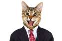 cats-politics-TN.jpg