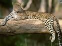 leopards-10a.jpg