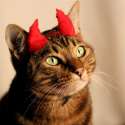 Halloween-Devil-Cat-640x640.jpg